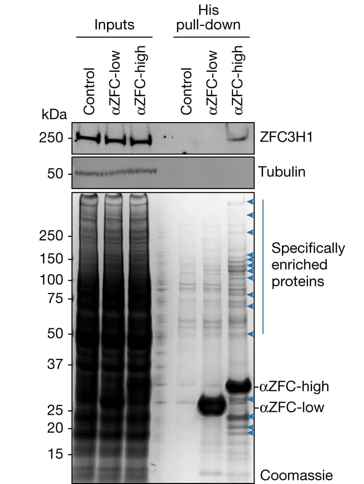 Open access visualization of Gel, HeLa Cells, Cell Extracts, Pull-Down Assay, Ni-NTA Agarose Beads