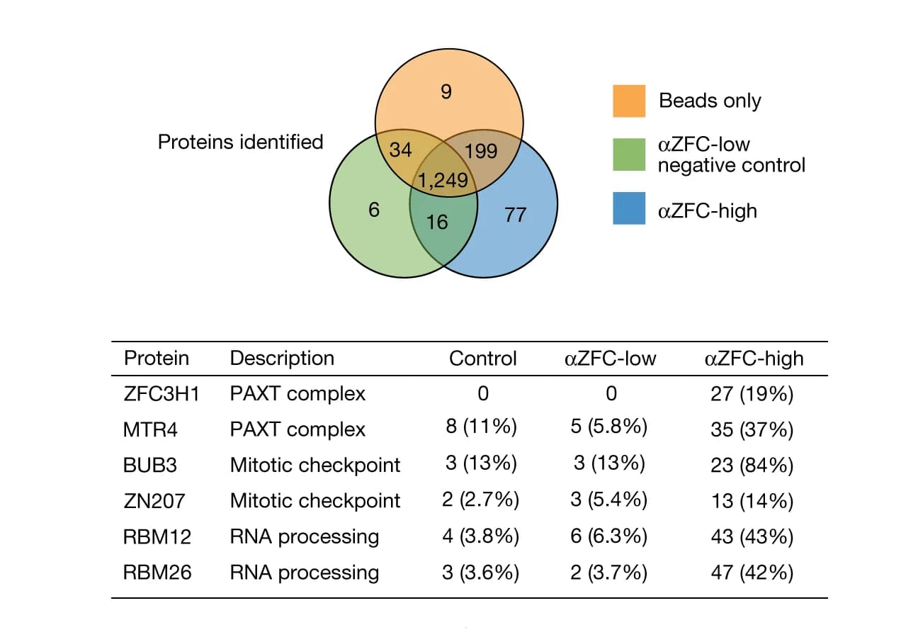 Open access visualization of Venn Diagram, Table Image, Proteomic Analysis, His-Pull-Down, Proteins Identified