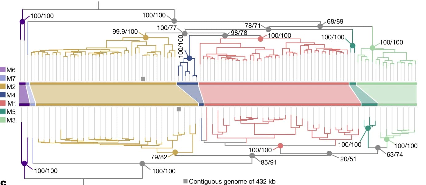 Open access visualization of Sankey, Network, Phylogenetic Tree, Mirusviricota, MAGs