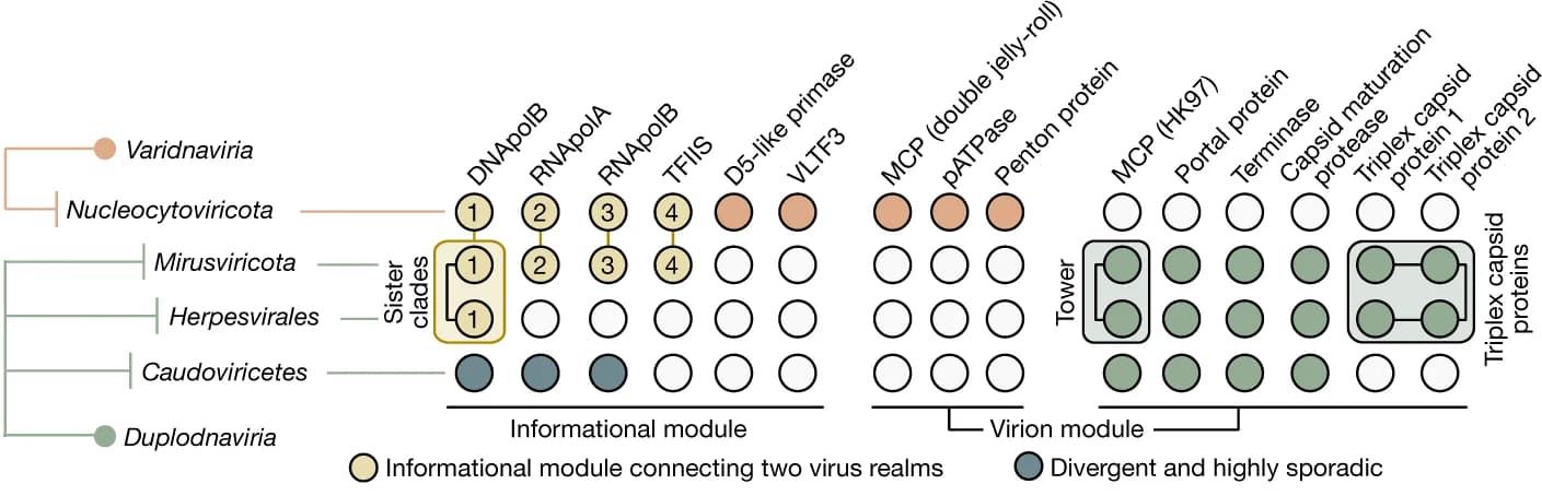 Open access visualization of Workflow, Flowchart, Illustration, Nucleocytoviricota, Mirusviruses