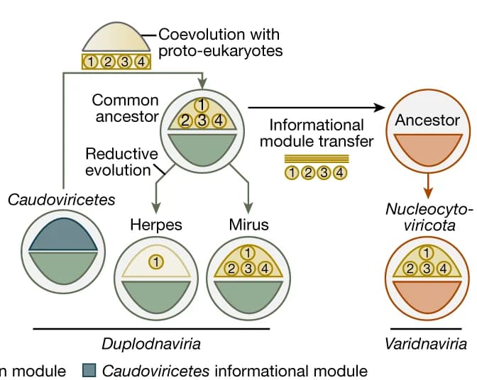 Open access visualization of Workflow, Flowchart, Illustration, Evolutionary scenarios, Informational module