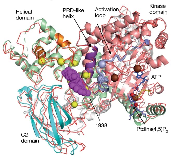 Open access visualization of Protein Structure, Chemical Structure, p110alpha, Crystal Structure, Mutations
