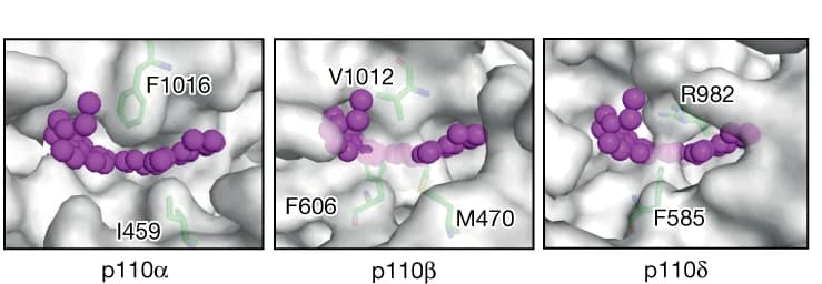 Open access visualization of Protein Structure, Binding Pocket, p110alpha, p110beta, p110delta