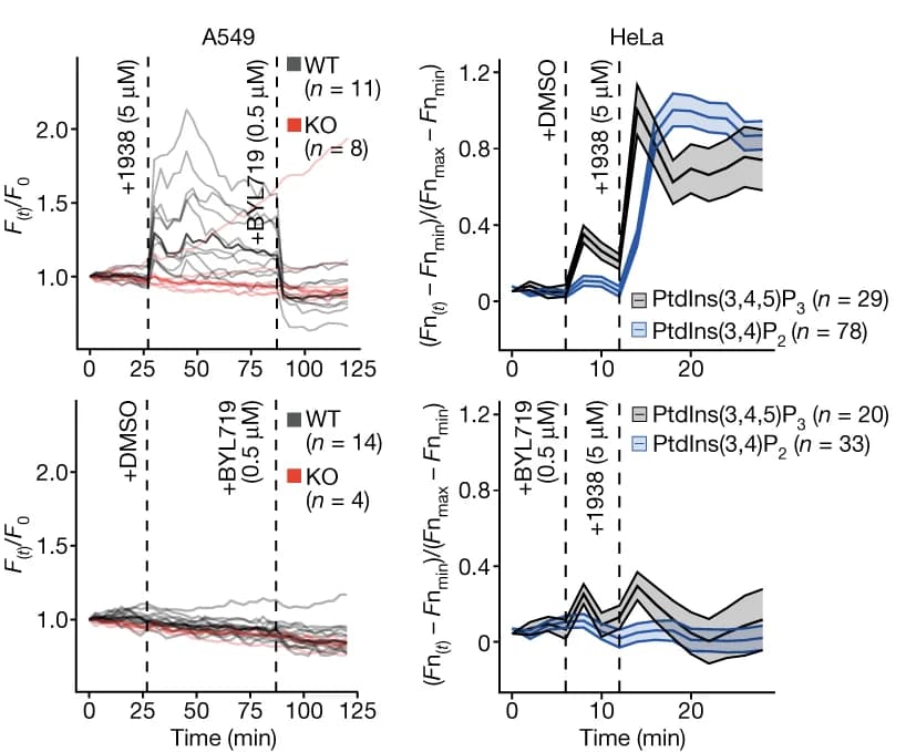 Open access visualization of Line Plot, Error Bars, TIRF Microscopy, A549 Cells, HeLa Cells