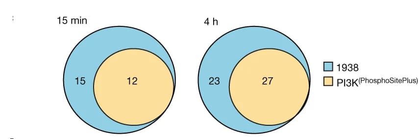Open access visualization of Venn Diagram, Phosphosites, PI3K-WT MEFs, PI3K Signalling, Insulin