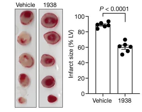 Open access visualization of Bar Plot, Error Bars, Tetrazolium-stained slices, Rat hearts, Langendorff model