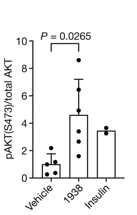 Open access visualization of Bar Plot, Error Bars, pAKT(S473), Ex vivo hearts, DMSO
