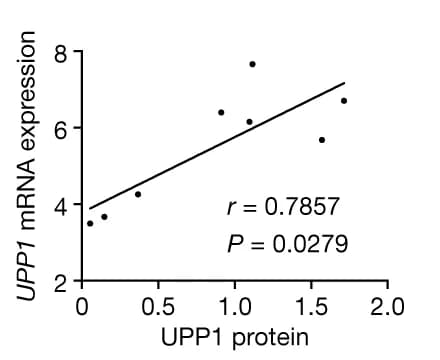 Open access visualization of Scatter Plot, Regression Plot, Spearman correlation, Protein densitometry, mRNA expression