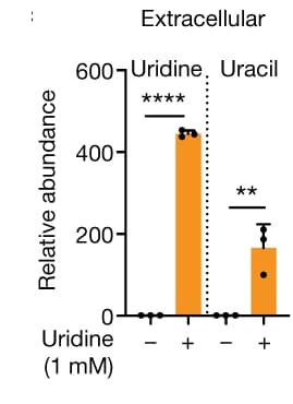 Open access visualization of Bar Plot, Error Bars, PATU8988S Cells, Uridine, Uracil
