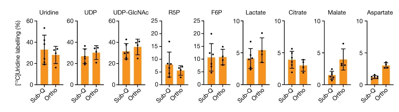 Open access visualization of Bar Plot, Error Bars, Scatter Plot, Isotope Tracing, Carbon-13 Uridine
