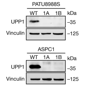 Open access visualization of Gel, Western Blot, UPP1-KO, Human PDA Cell Lines, Wild Type