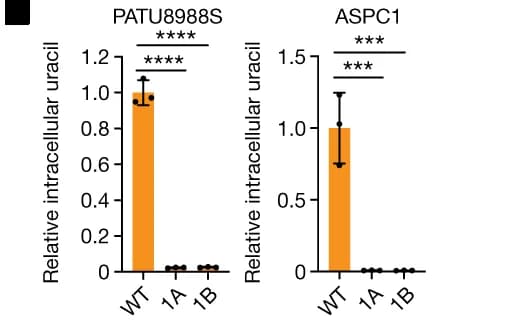 Open access visualization of Bar Plot, Error Bars, Mass Isotopologue Distribution, Uridine, Glycolysis