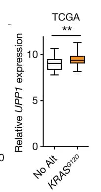 Open access visualization of Box Plot, UPP1 mRNA Expression, Human PDA Tumors, KRAS, TCGA Dataset