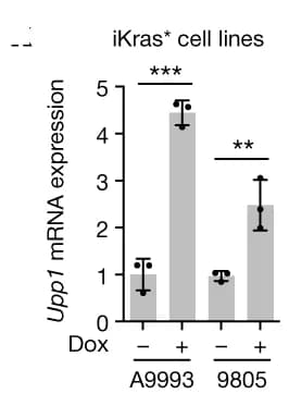 Open access visualization of Bar Plot, Error Bars, qPCR Data, Upp1 Expression, Mouse Cell Lines