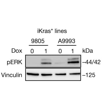 Open access visualization of Gel, Western Blot, MAPK Pathway Induction, Phosphorylated ERK, iKras* Cell Lines