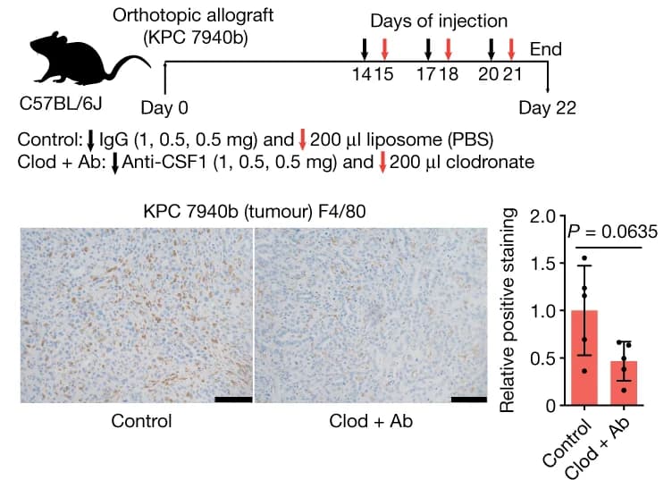 Open access visualization of Bar Plot, Error Bars, Macrophage Depletion, Immunohistochemistry, F4/80 Monoclonal Antibody