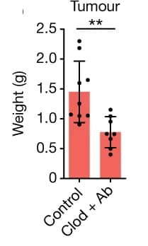 Open access visualization of Bar Plot, Error Bars, Tumor Weight, Control Mice, Macrophage-Depleted Mice