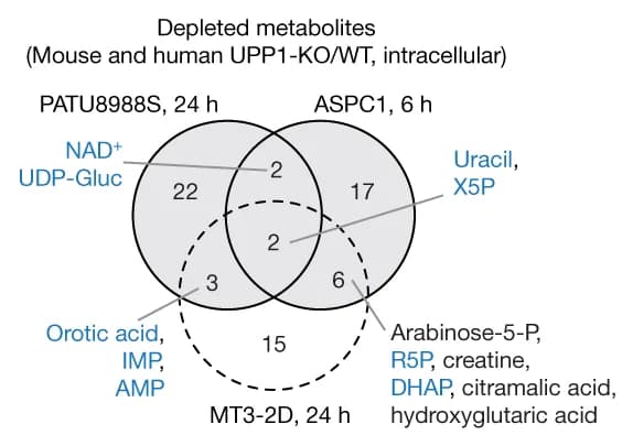 Open access visualization of Venn Diagram, Metabolites, UPP1-KO, PDA Cell Lines, LC-MS
