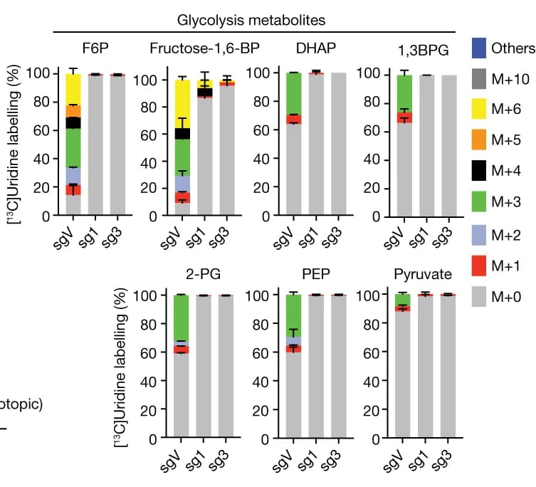 Open access visualization of Stacked Bar Plot, Error Bars, Stable Isotope Tracing, Mass Isotopologue Distribution, Uridine-Derived Carbon