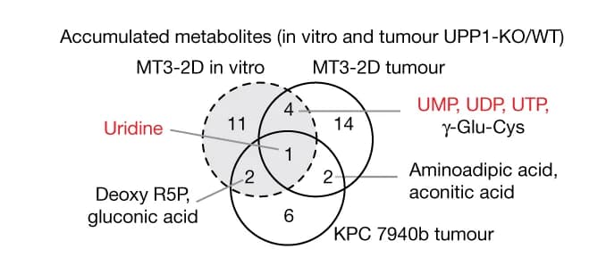 Open access visualization of Venn Diagram, Metabolites, UPP1-KO Tumors, UPP1-KO Cultured Cells, Wild Type