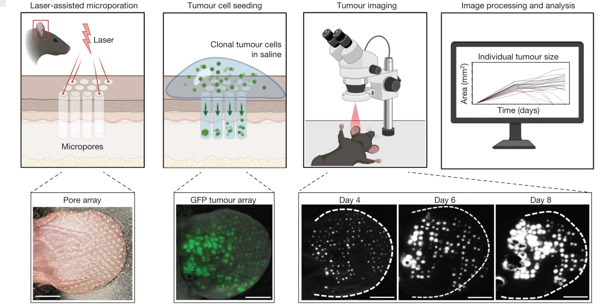 Open access visualization of Workflow, Microscopy, Line Plot, STAMP workflow, Skin microporation
