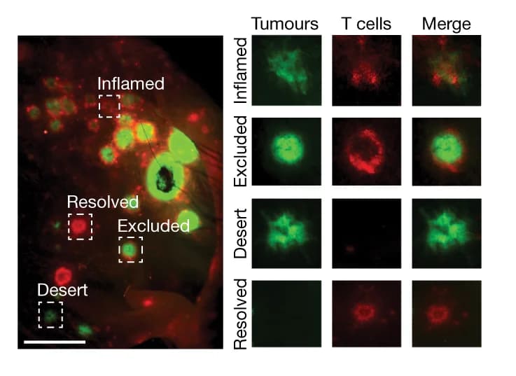 Open access visualization of Microscopy, STAMP array, KPP-eGFP Tumors, T Cells, RAG2-deficient Mice