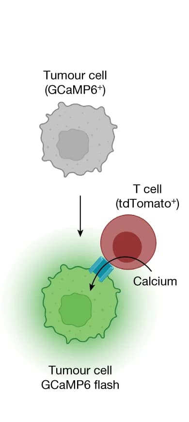 Open access visualization of Illustration, Workflow, Cytotoxic T Cell, Calcium-Permeable Pores, Tumor Cell Membrane