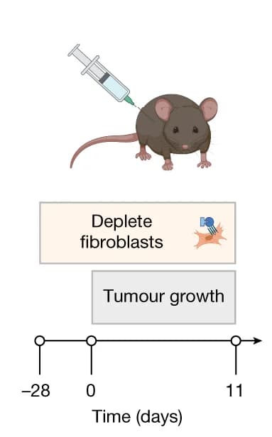 Open access visualization of Workflow, Illustration, Experimental Design, Fibroblasts, Tamoxifen