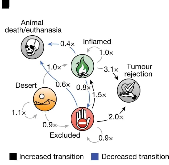 Open access visualization of Pathway, Experimental Design, KPP-eGFP STAMP Tumour Arrays, RAG2-deficient Mice, tdTomato + T Cells