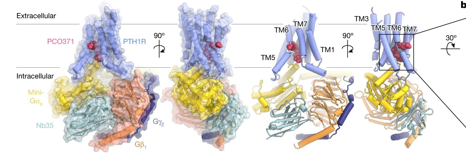 Open access visualization of Protein Structure, Cryo-EM, PCO371, PTH1R, Gs complex
