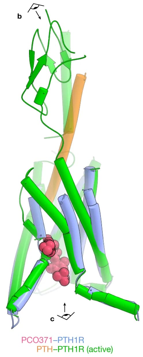 Open access visualization of Protein Structure, PCO371-PTH1R-Gs Complex, PTH-PTH1R-Gs Complex, Superimposition, Alignment