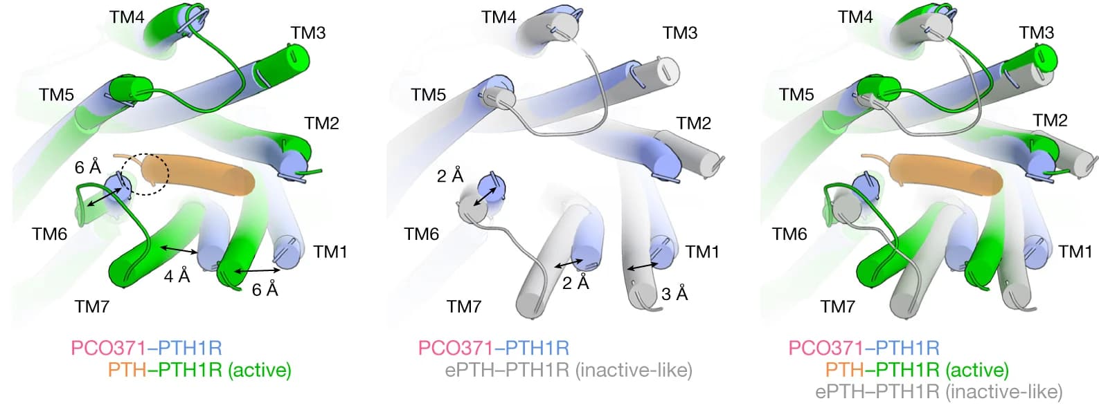 Open access visualization of Protein Structure, TMDs, PCO371-bound PTH1R, PTH-bound PTH1R, ePTH-bound PTH1R