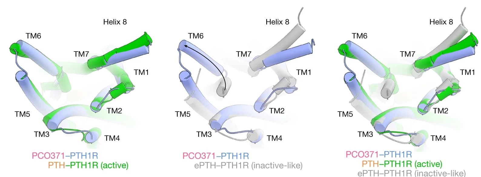 Open access visualization of Protein Structure, 3D Plot, Chemical Structure, TM6 Movement, PCO371-bound PTH1R
