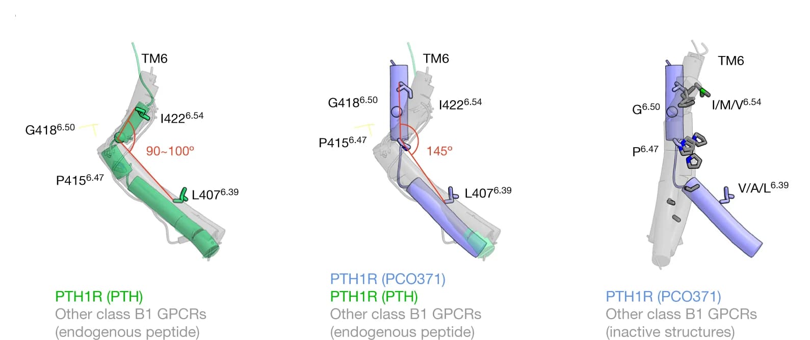 Open access visualization of Protein Structure, Superimposed Structures, PTH-bound PTH1R, PCO371-bound PTH1R, Class B1 GPCRs