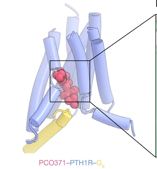 Open access visualization of Protein Structure, TMD Region, PCO371, PTH1R