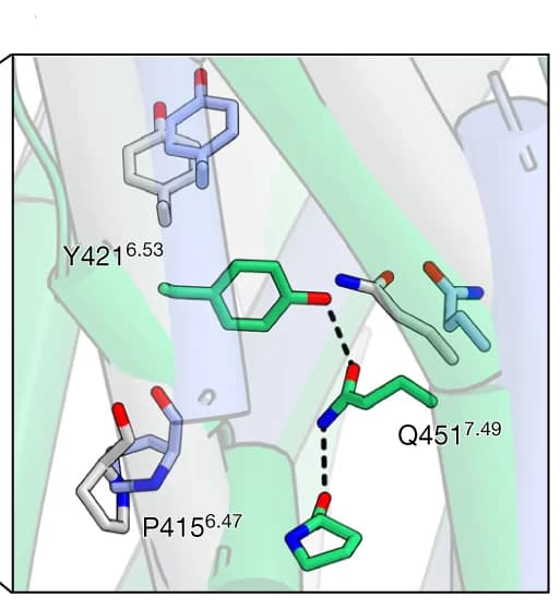 Open access visualization of Protein Structure, Chemical Structure, PCO371-PTH1R-Gs, Isoproterenol-β1 adrenaline receptor-Gs, Formoterol-β1AR-β-arrestin complexes
