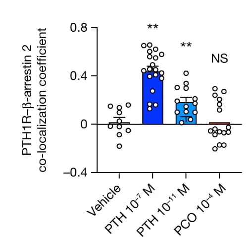 Open access visualization of Bar Plot, Error Bars, Scatter Plot, PTH1R, β-arrestin 2