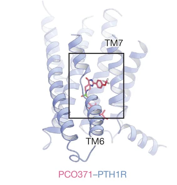 Open access visualization of Protein Structure, Chemical Structure, TMD region, PCO371, PTH1R