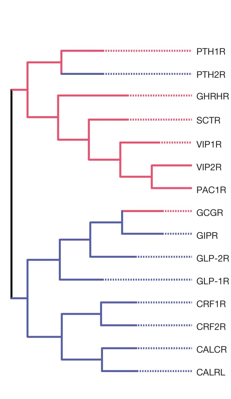 Open access visualization of Network, Phylogenetic Tree, Class B1 GPCRs, PCO371, Receptors