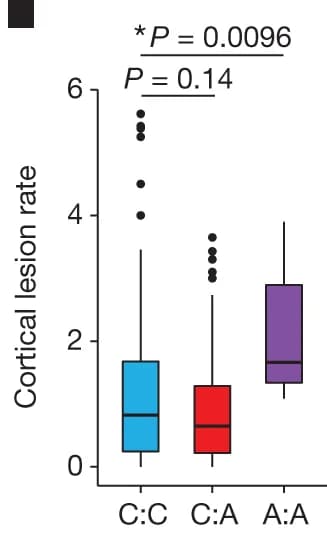 Open access visualization of Box Plot, Tissue Sampling, Demyelinating Lesions, Brainstem, Cortical Lesions