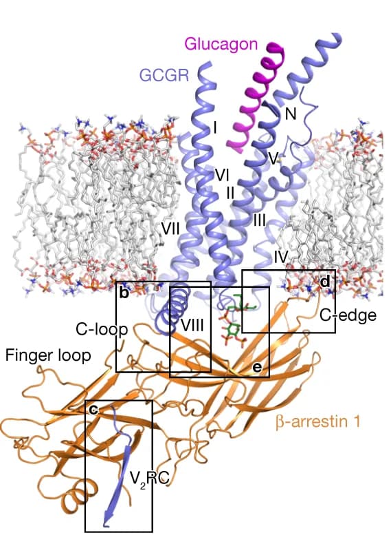 Open access visualization of Protein Structure, Chemical Structure, GCGR, βarr1, Interface
