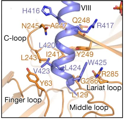 Open access visualization of Protein Structure, GCGR, βarr1, Helix VIII, Central loops