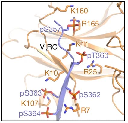 Open access visualization of Protein Structure, Chemical Structure, V2R tail, βarr1, N-lobe