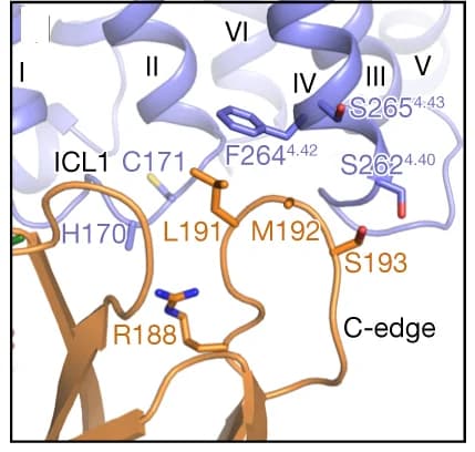 Open access visualization of Protein Structure, Chemical Structure, GCGR, βarr1, C-edge