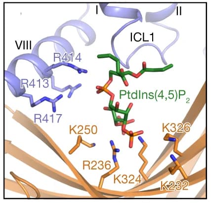 Open access visualization of Protein Structure, Chemical Structure, GCGR, βarr1, Phospholipid