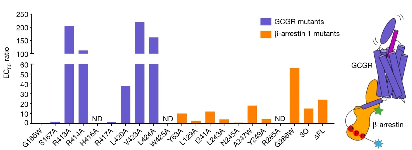 Open access visualization of Bar Plot, Illustration, GCGR, βarr1, BRET assays