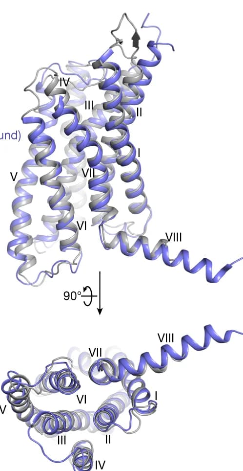 Open access visualization of Protein Structure, GCGR, Transmembrane Helical Bundles, Glucagon, Beta-arrestin 1