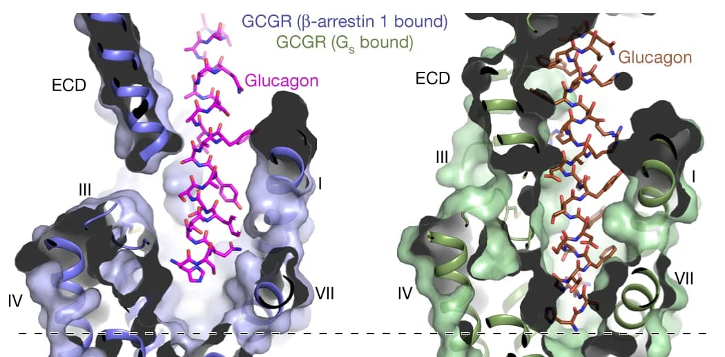 Open access visualization of Protein Structure, Chemical Structure, Glucagon, GCGR, Binding Modes