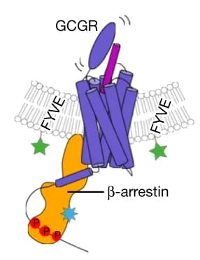 Open access visualization of Illustration, Agonist, Endocytosis, BRET Assay, GCGR-Beta-arrestin Complex