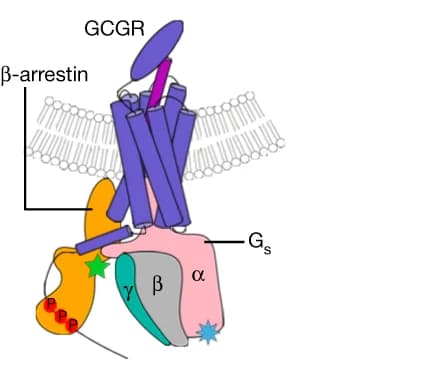 Open access visualization of Illustration, Chemical Structure, Glucagon, Gs-Beta-arrestin Interaction, BRET Assay